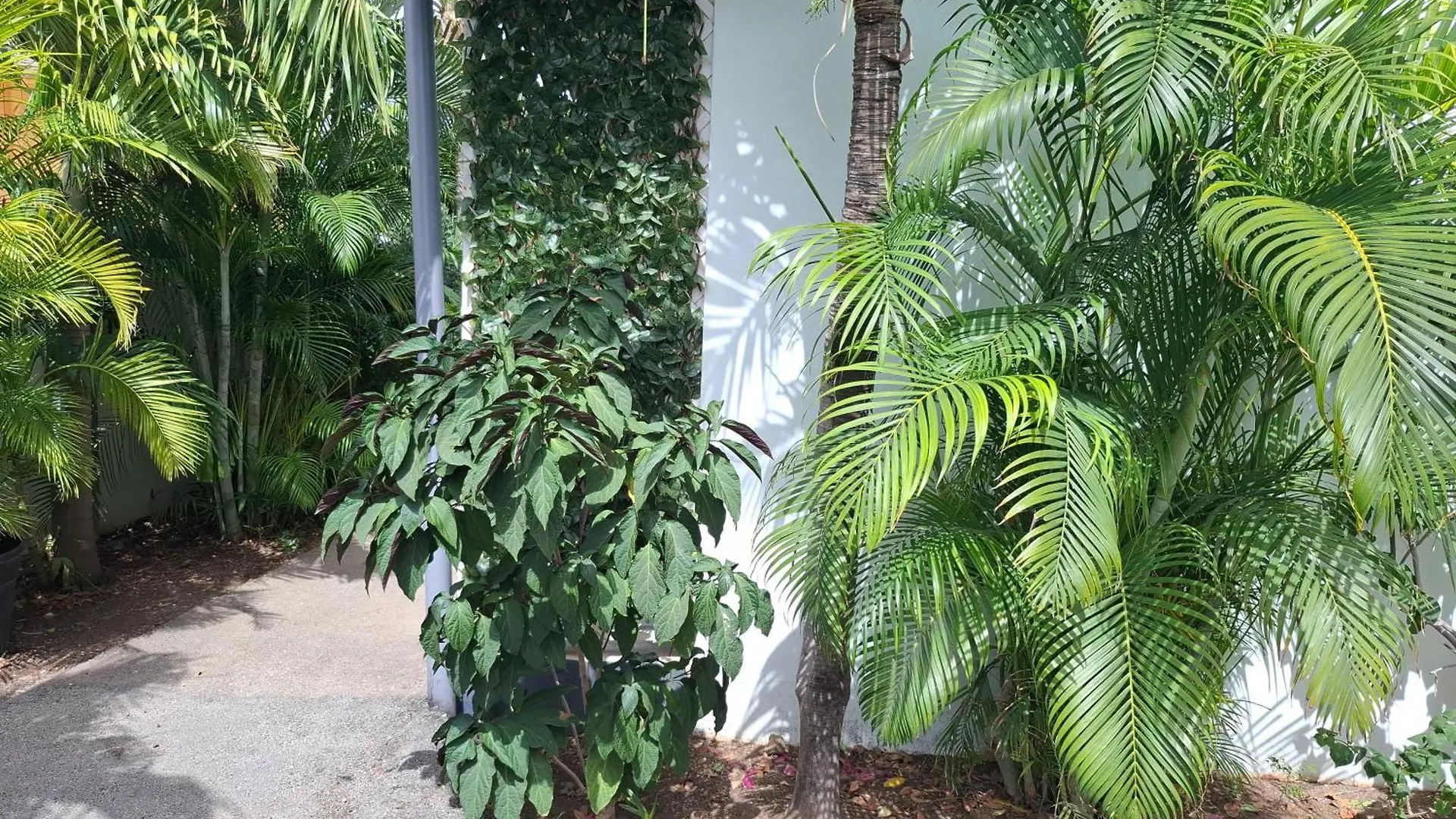 ウィレムスタッドTropical Palm Retreatアパートメント 0*, ウィレムスタッド キュラソー